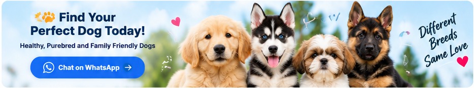 Find your perfect dog today