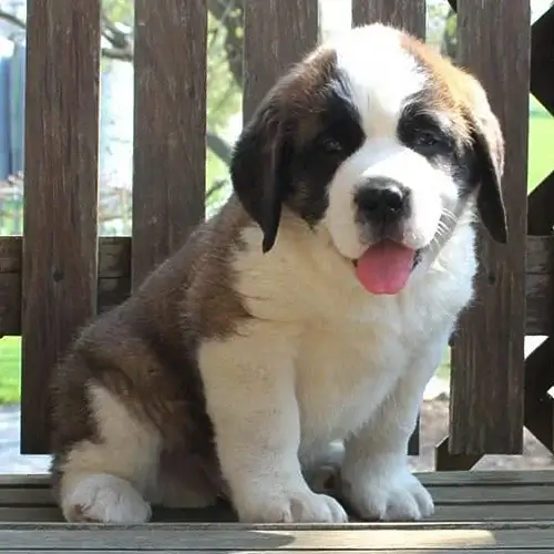 Saint Bernard puppy for sale