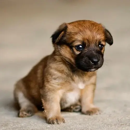  Border Terrier puppy for sale