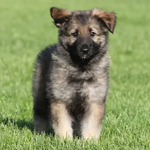 Caucasian Shepherd puppy for sale