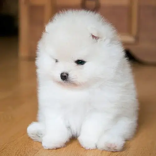 Toy Pom puppy for sale