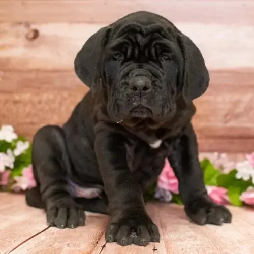 Neapolitan Mastiff puppy for sale