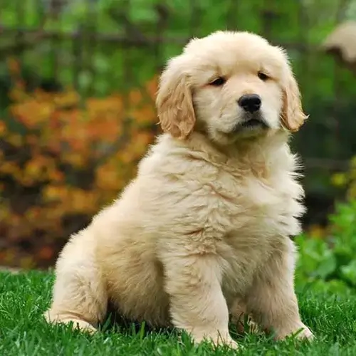 Medium Breed Dogs
