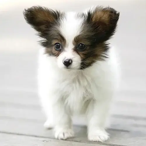 Papillon puppy for sale