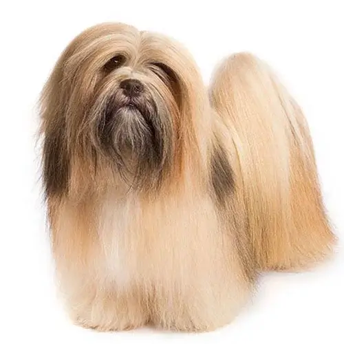 Lhasa Apso puppy for sale
