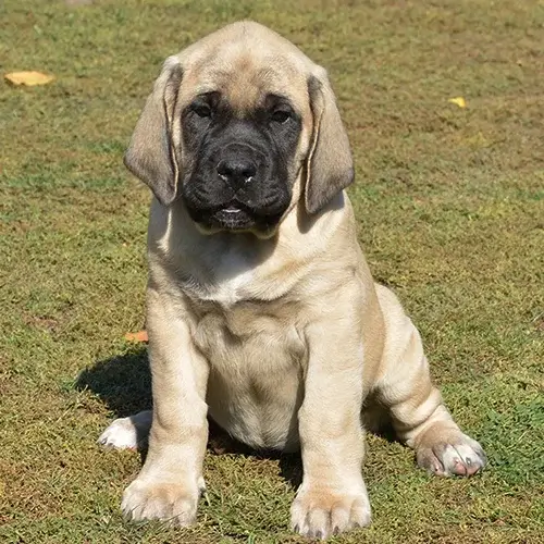 English Mastiff puppy for sale