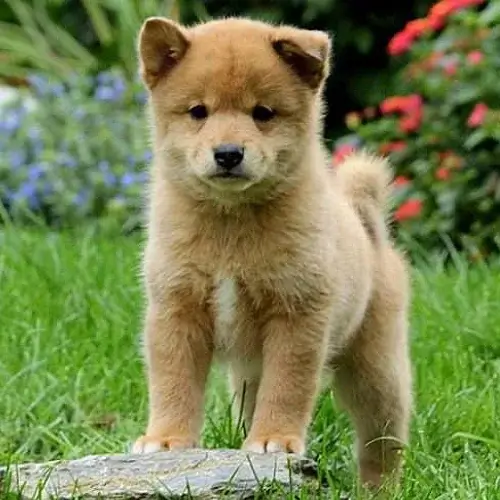 Shiba Inu puppy for sale