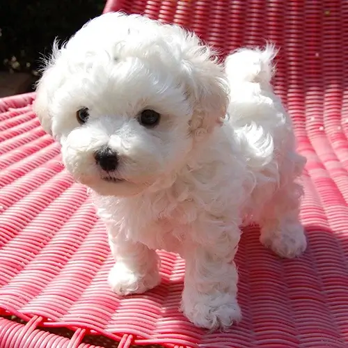 Bolognese puppy for sale
