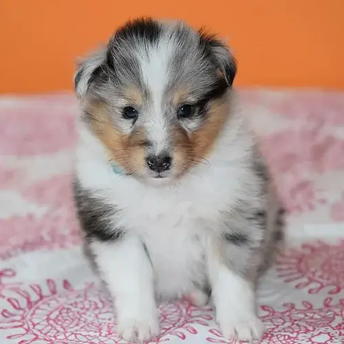 Shetland Sheepdog puppy for sale