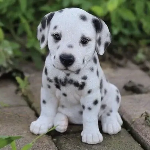 Dalmatian puppy for sale