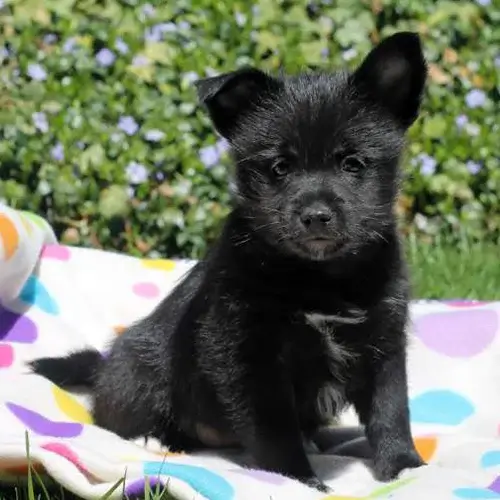 Schipperke puppy for sale
