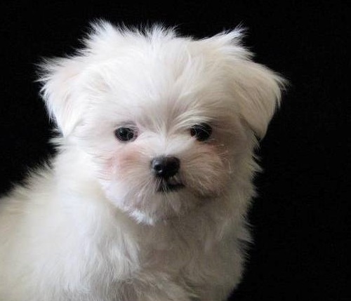 Maltese