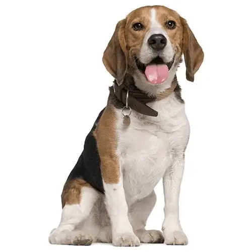 Beagle puppy for sale