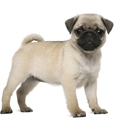 Pug puppy for sale