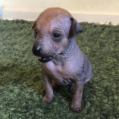 Xoloitzcuintli puppy for sale