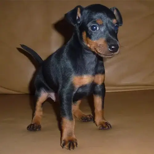 Toy Manchester Terrier puppy for sale