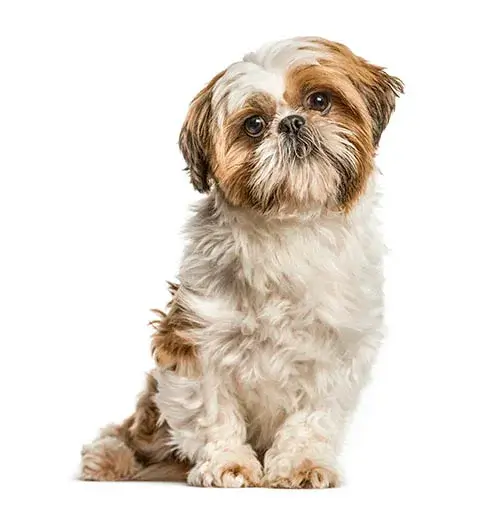 Shih Tzu for sale puppy for sale
