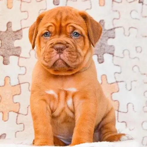 French Mastiff puppy for sale