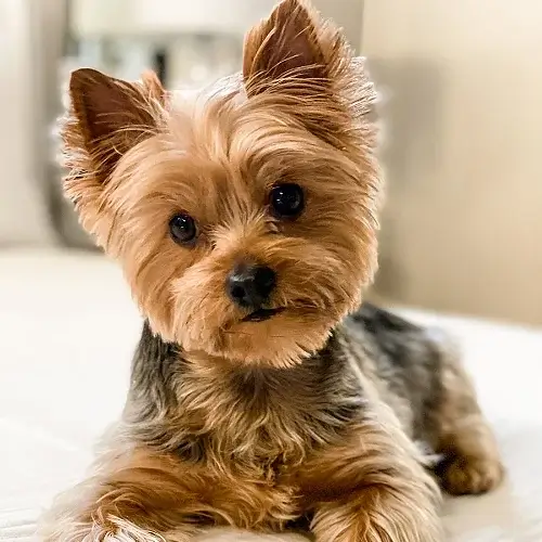 Yorkshire Terrier puppy for sale