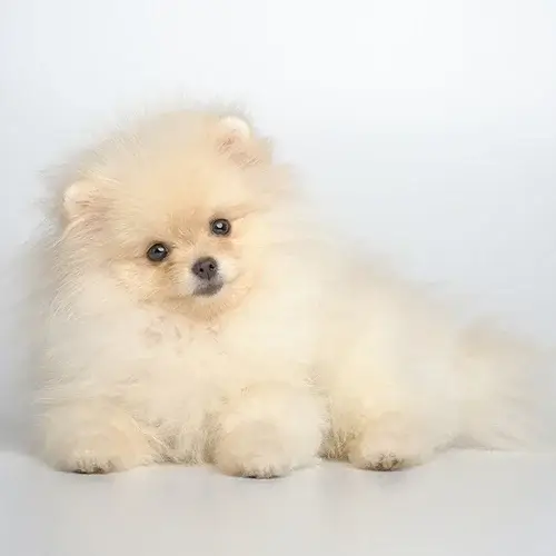German Spitz puppy for sale