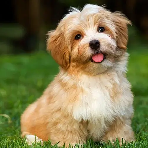 Havanese puppy for sale