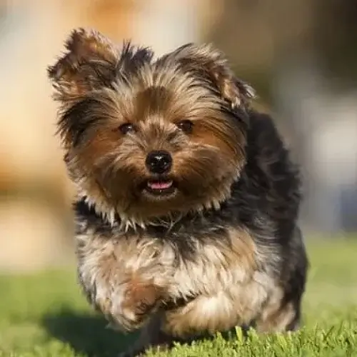 Silky Terrier puppy for sale