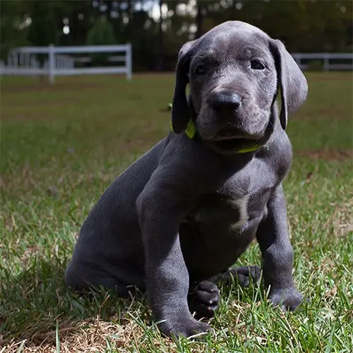 Large Breed Dogs
