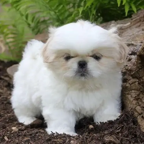 Pekingese  puppy for sale