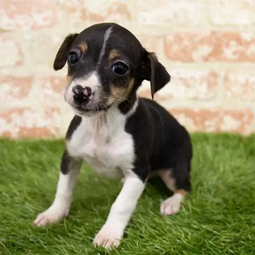 Rat Terrier puppy for sale