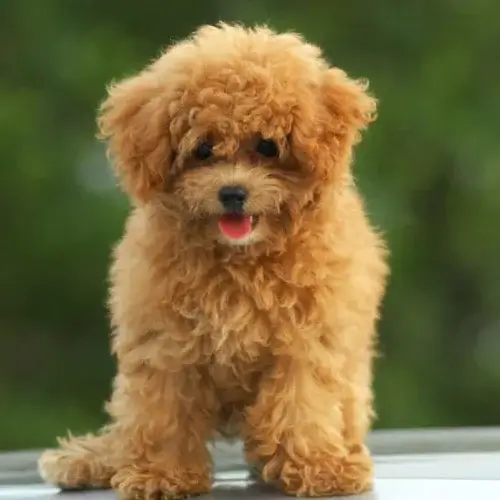 Poodle puppy for sale