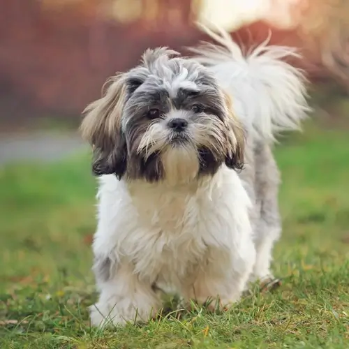 Small Breed Dogs